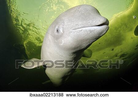 "Beluga, White whale (Delphinapterus leucas), White Sea, Kareliya, Russia, Arctic, Europe" View Large Photo Image Stock Photo - "Beluga, White whale (Delphinapterus leucas), White Sea, Kareliya, Russia, Arctic, Europe". Fotosearch