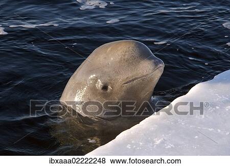 "Beluga, White whale (Delphinapterus leucas), White Sea, Kareliya, Karelia, north Russia, Arctic" View Large Photo Image Stock Photo - "Beluga, White whale (Delphinapterus leucas), White Sea, Kareliya, Karelia, north Russia, Arctic". Fotosearch