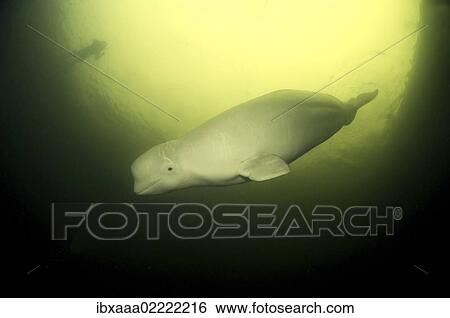 "Beluga, White whale (Delphinapterus leucas), White Sea, Kareliya, Karelia, north Russia, Arctic" View Large Photo Image Stock Photograph - "Beluga, White whale (Delphinapterus leucas), White Sea, Kareliya, Karelia, north Russia, Arctic". Fotosearch