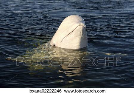 "Beluga, White whale (Delphinapterus leucas), White Sea, Kareliya, Karelia, north Russia, Arctic" View Large Photo Image Stock Photograph - "Beluga, White whale (Delphinapterus leucas), White Sea, Kareliya, Karelia, north Russia, Arctic". Fotosearch