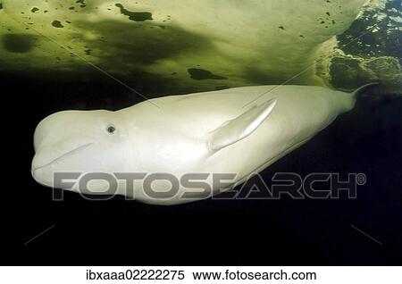 "Beluga, White whale (Delphinapterus leucas), Kareliya, Karelia, north Russia, White Sea, Arctic" View Large Photo Image Stock Photography - "Beluga, White whale (Delphinapterus leucas), Kareliya, Karelia, north Russia, White Sea, Arctic". Fotosearch