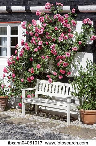"Bench and rose tree in front of a half-timbered house, Southern Palatinate, Palatinate, Rhineland-Palatinate, Germany, Europe" View Large Photo Image Stock Photo - "Bench and rose tree in front of a half-timbered house, Southern Palatinate, Palatinate, Rhineland-Palatinate, Germany, Europe". Fotosearch