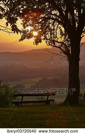 Stock Image - "Bench under a tree, sunset, Podgrad, Dol pri Ljubljani, Slovenia, Europe". Fotosearch
