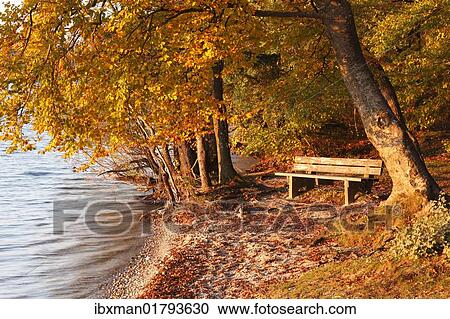 "Bench under autumn beeches on the shores of Lake Starnberger See in the evening light, at Allmannshausen, Fuenfseenland area, Upper Bavaria, Bavaria, Germany, Europe" View Large Photo Image Stock Image - "Bench under autumn beeches on the shores of Lake Starnberger See in the evening light, at Allmannshausen, Fuenfseenland area, Upper Bavaria, Bavaria, Germany, Europe". Fotosearch