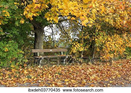 "Bench under autumnal maple trees (Acer campestre), Baden-Wurttemberg, Germany, Europe" View Large Photo Image Stock Photography - "Bench under autumnal maple trees (Acer campestre), Baden-Wurttemberg, Germany, Europe". Fotosearch