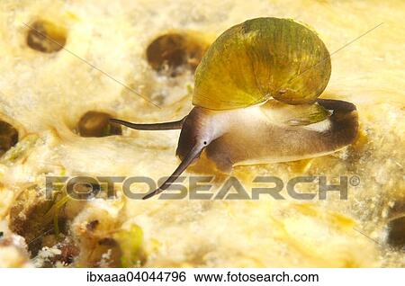 "Benedictia baicalensis mollusc, Lake Baikal, Siberia, Russia, Europe" View Large Photo Image Stock Photograph - "Benedictia baicalensis mollusc, Lake Baikal, Siberia, Russia, Europe". Fotosearch