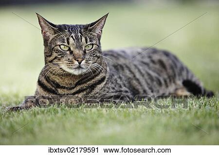 Bengal cat lying in the garden View Large Photo Image Stock Image - Bengal cat lying in the garden. Fotosearch