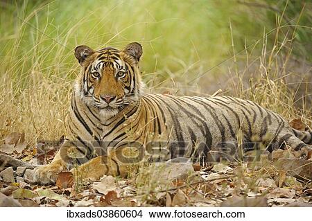 Picture - "Bengal Tiger (Panthera tigris tigris), Ranthambhore National Park, Sawai Madhopur, India, Asia". Fotosearch