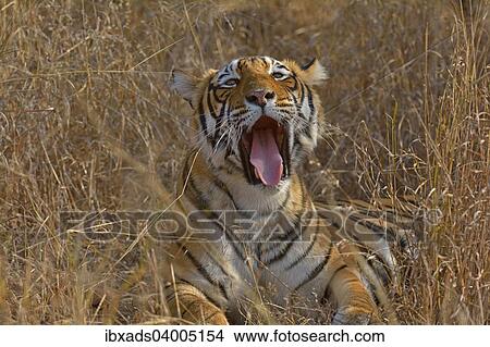 "Bengal Tiger (Panthera tigris tigris) lying down and yawning in the dry forests of Ranthambore Tiger Reserve, India, Asia" View Large Photo Image Picture - "Bengal Tiger (Panthera tigris tigris) lying down and yawning in the dry forests of Ranthambore Tiger Reserve, India, Asia". Fotosearch