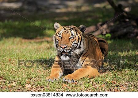 "Bengal Tiger (Panthera tigris tigris), adult, captive, Miami, Florida, USA" View Large Photo Image Picture - "Bengal Tiger (Panthera tigris tigris), adult, captive, Miami, Florida, USA". Fotosearch