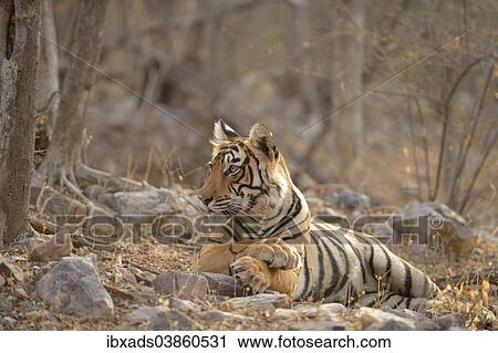 "Bengal Tiger (Panthera tigris tigris) lying in the dry summer forest, Ranthambhore National Park, Sawai Madhopur, India, Asia" View Large Photo Image Stock Image - "Bengal Tiger (Panthera tigris tigris) lying in the dry summer forest, Ranthambhore National Park, Sawai Madhopur, India, Asia". Fotosearch