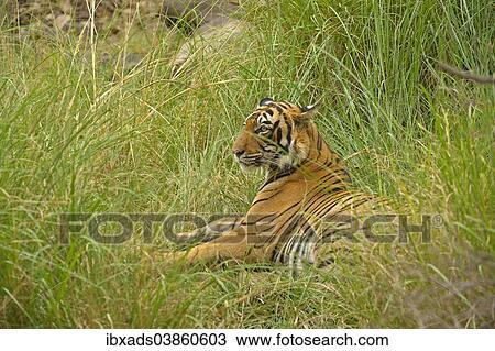 "Bengal Tiger (Panthera tigris tigris), Ranthambhore National Park, Sawai Madhopur, India, Asia" View Large Photo Image Stock Image - "Bengal Tiger (Panthera tigris tigris), Ranthambhore National Park, Sawai Madhopur, India, Asia". Fotosearch