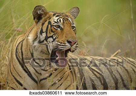 "Bengal Tiger (Panthera tigris tigris), yawning, Ranthambhore National Park, Sawai Madhopur, India, Asia" View Large Photo Image Stock Image - "Bengal Tiger (Panthera tigris tigris), yawning, Ranthambhore National Park, Sawai Madhopur, India, Asia". Fotosearch