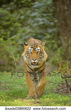 "Bengal Tiger (Panthera tigris tigris) walking in the forest, Ranthambhore National Park, Sawai Madhopur, India, Asia" View Large Photo Image Stock Image - "Bengal Tiger (Panthera tigris tigris) walking in the forest, Ranthambhore National Park, Sawai Madhopur, India, Asia". Fotosearch