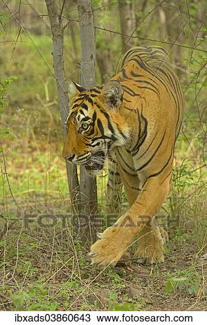 Stock Image - "Bengal Tiger (Panthera tigris tigris) in the forest, Ranthambhore National Park, Sawai Madhopur, India, Asia". Fotosearch