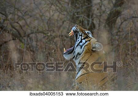 "Bengal Tiger (Panthera tigris tigris) yawning in the dry forests of Ranthambore Tiger Reserve, India, Asia" View Large Photo Image Stock Image - "Bengal Tiger (Panthera tigris tigris) yawning in the dry forests of Ranthambore Tiger Reserve, India, Asia". Fotosearch