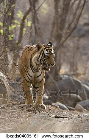 "Bengal Tiger (Panthera tigris tigris) walking in the dry forest of Ranthambore Tiger Reserve, India, Asia" View Large Photo Image Stock Image - "Bengal Tiger (Panthera tigris tigris) walking in the dry forest of Ranthambore Tiger Reserve, India, Asia". Fotosearch