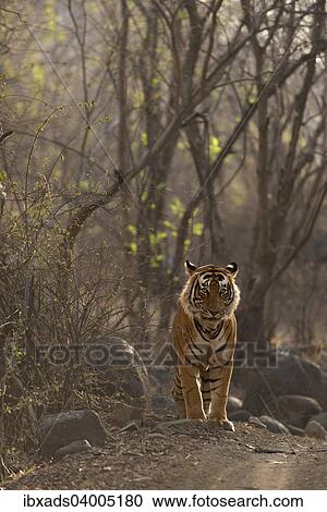 "Bengal Tiger (Panthera tigris tigris) in the dry forest of Ranthambore Tiger Reserve, India, Asia" View Large Photo Image Stock Image - "Bengal Tiger (Panthera tigris tigris) in the dry forest of Ranthambore Tiger Reserve, India, Asia". Fotosearch