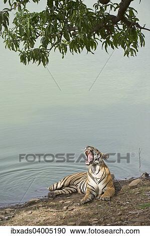 "Bengal Tiger (Panthera tigris tigris) resting at a water hole, Ranthambore Tiger Reserve, India, Asia" View Large Photo Image Stock Image - "Bengal Tiger (Panthera tigris tigris) resting at a water hole, Ranthambore Tiger Reserve, India, Asia". Fotosearch