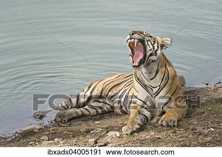 "Bengal Tiger (Panthera tigris tigris) resting at a water hole, Ranthambore Tiger Reserve, India, Asia" View Large Photo Image Stock Image - "Bengal Tiger (Panthera tigris tigris) resting at a water hole, Ranthambore Tiger Reserve, India, Asia". Fotosearch
