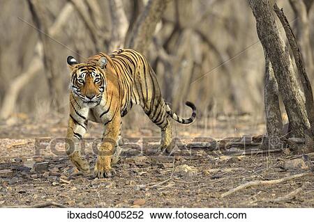 "Bengal Tiger (Panthera tigris tigris) in the dry forest of Ranthambore Tiger Reserve, India, Asia" View Large Photo Image Stock Image - "Bengal Tiger (Panthera tigris tigris) in the dry forest of Ranthambore Tiger Reserve, India, Asia". Fotosearch