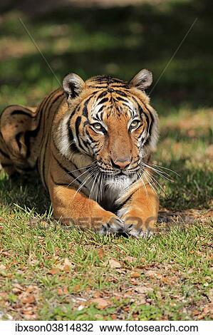 Stock Image - "Bengal Tiger (Panthera tigris tigris), adult, captive, Miami, Florida, USA". Fotosearch