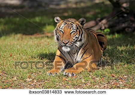 "Bengal Tiger (Panthera tigris tigris), adult, captive, Miami, Florida, USA" View Large Photo Image Stock Image - "Bengal Tiger (Panthera tigris tigris), adult, captive, Miami, Florida, USA". Fotosearch