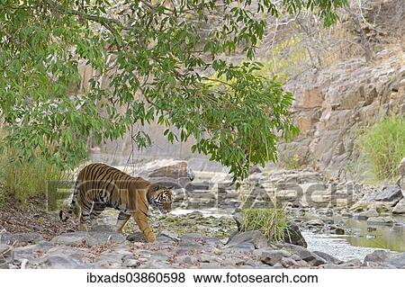 "Bengal Tiger (Panthera tigris tigris) in a dry valley, Ranthambhore National Park, Sawai Madhopur, India, Asia" View Large Photo Image Stock Photo - "Bengal Tiger (Panthera tigris tigris) in a dry valley, Ranthambhore National Park, Sawai Madhopur, India, Asia". Fotosearch