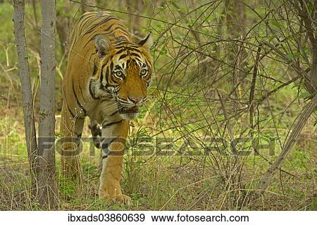 "Bengal Tiger (Panthera tigris tigris) in the forest, Ranthambhore National Park, Sawai Madhopur, India, Asia" View Large Photo Image Stock Photo - "Bengal Tiger (Panthera tigris tigris) in the forest, Ranthambhore National Park, Sawai Madhopur, India, Asia". Fotosearch