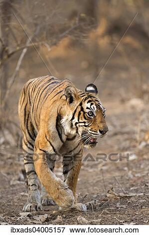 "Bengal Tiger (Panthera tigris tigris) walking in the dry forest of Ranthambore Tiger Reserve, India, Asia" View Large Photo Image Stock Photo - "Bengal Tiger (Panthera tigris tigris) walking in the dry forest of Ranthambore Tiger Reserve, India, Asia". Fotosearch