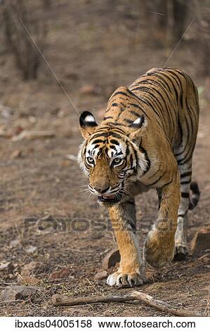 "Bengal Tiger (Panthera tigris tigris) walking in the dry forest of Ranthambore Tiger Reserve, India, Asia" View Large Photo Image Stock Photo - "Bengal Tiger (Panthera tigris tigris) walking in the dry forest of Ranthambore Tiger Reserve, India, Asia". Fotosearch