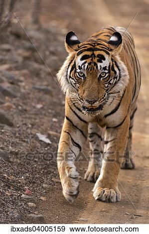 Stock Photo - "Bengal Tiger (Panthera tigris tigris) walking in the dry forest of Ranthambore Tiger Reserve, India, Asia". Fotosearch