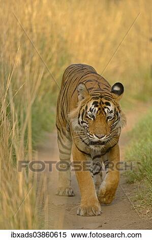 "Bengal Tiger (Panthera tigris tigris) walking along path, Ranthambhore National Park, Sawai Madhopur, India, Asia" View Large Photo Image Stock Photography - "Bengal Tiger (Panthera tigris tigris) walking along path, Ranthambhore National Park, Sawai Madhopur, India, Asia". Fotosearch