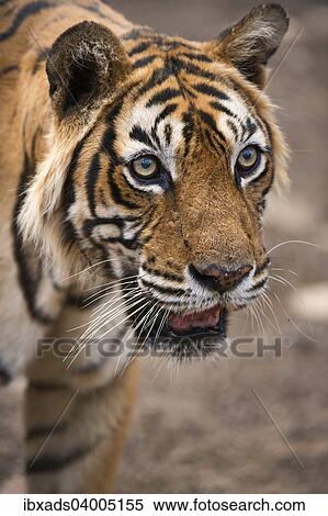 "Bengal Tiger (Panthera tigris tigris), Ranthambore Tiger Reserve, India, Asia" View Large Photo Image Stock Photography - "Bengal Tiger (Panthera tigris tigris), Ranthambore Tiger Reserve, India, Asia". Fotosearch
