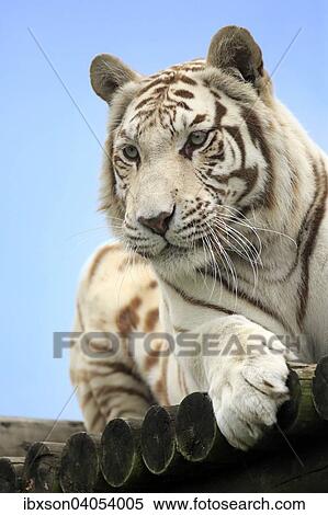 "Bengal Tiger (Panthera tigris tigris), white form, adult, native in Asia, captive, England, United Kingdom, Europe" View Large Photo Image Stock Photography - "Bengal Tiger (Panthera tigris tigris), white form, adult, native in Asia, captive, England, United Kingdom, Europe". Fotosearch