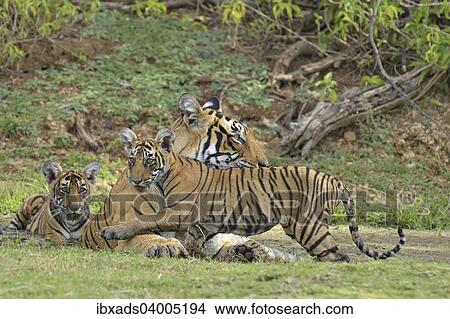 "Bengal Tigers (Panthera tigris tigris), female with cubs at a waterhole, Ranthambore Tiger Reserve, India, Asia" View Large Photo Image Picture - "Bengal Tigers (Panthera tigris tigris), female with cubs at a waterhole, Ranthambore Tiger Reserve, India, Asia". Fotosearch