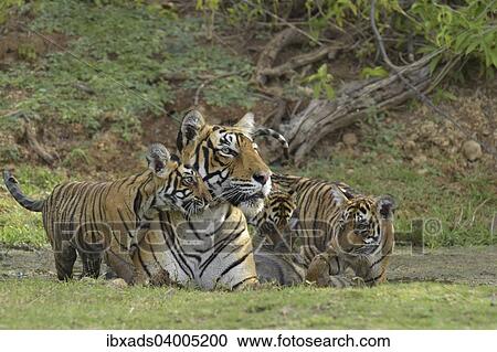 "Bengal Tigers (Panthera tigris tigris), female with cubs at a waterhole, Ranthambore Tiger Reserve, India, Asia" View Large Photo Image Stock Image - "Bengal Tigers (Panthera tigris tigris), female with cubs at a waterhole, Ranthambore Tiger Reserve, India, Asia". Fotosearch