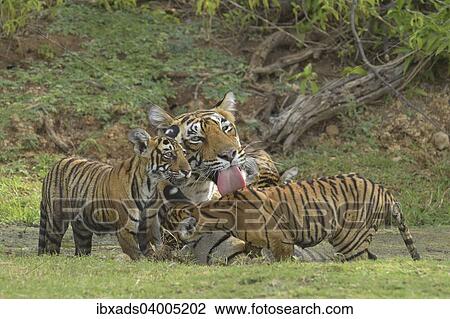 "Bengal Tigers (Panthera tigris tigris), female with cubs at a waterhole, Ranthambore Tiger Reserve, India, Asia" View Large Photo Image Stock Image - "Bengal Tigers (Panthera tigris tigris), female with cubs at a waterhole, Ranthambore Tiger Reserve, India, Asia". Fotosearch