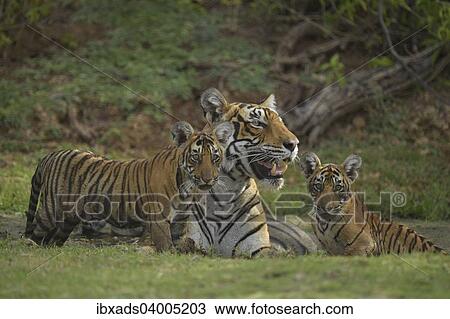 "Bengal Tigers (Panthera tigris tigris), female with cubs at a waterhole, Ranthambore Tiger Reserve, India, Asia" View Large Photo Image Stock Image - "Bengal Tigers (Panthera tigris tigris), female with cubs at a waterhole, Ranthambore Tiger Reserve, India, Asia". Fotosearch