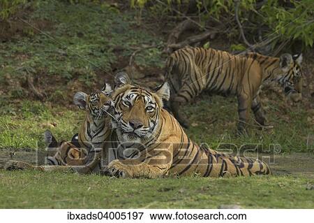 "Bengal Tigers (Panthera tigris tigris), female with cubs at a waterhole, Ranthambore Tiger Reserve, India, Asia" View Large Photo Image Stock Photo - "Bengal Tigers (Panthera tigris tigris), female with cubs at a waterhole, Ranthambore Tiger Reserve, India, Asia". Fotosearch