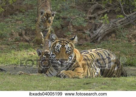 "Bengal Tigers (Panthera tigris tigris), female with cubs at a waterhole, Ranthambore Tiger Reserve, India, Asia" View Large Photo Image Stock Photo - "Bengal Tigers (Panthera tigris tigris), female with cubs at a waterhole, Ranthambore Tiger Reserve, India, Asia". Fotosearch