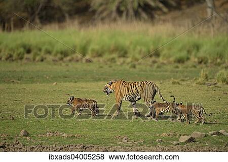 "Bengal Tigers (Panthera tigris tigris), female with three cubs in a dry lake bed, Ranthambore Tiger Reserve, India, Asia" View Large Photo Image Stock Photo - "Bengal Tigers (Panthera tigris tigris), female with three cubs in a dry lake bed, Ranthambore Tiger Reserve, India, Asia". Fotosearch