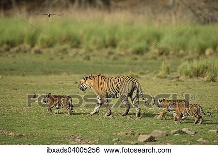 Stock Photograph - "Bengal Tigers (Panthera tigris tigris), female with three cubs in a dry lake bed, Ranthambore Tiger Reserve, India, Asia". Fotosearch