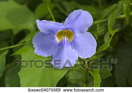 "Bengal Trumpet (Thunbergia grandiflora), Piedras Blancas National Park, Golfo Dulce, Puntarenas Province, Costa Rica, North America" View Large Photo Image Stock Photo - "Bengal Trumpet (Thunbergia grandiflora), Piedras Blancas National Park, Golfo Dulce, Puntarenas Province, Costa Rica, North America". Fotosearch