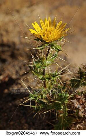 "Berkheya sp., Goegap Nature Reserve, Namaqualand, South Africa, Africa" View Large Photo Image Stock Photo - "Berkheya sp., Goegap Nature Reserve, Namaqualand, South Africa, Africa". Fotosearch