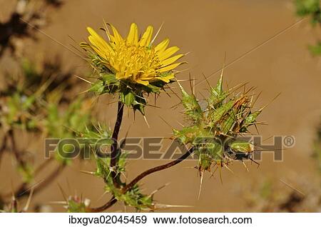 "Berkheya sp., Goegap Nature Reserve, Namaqualand, South Africa, Africa" View Large Photo Image Stock Photo - "Berkheya sp., Goegap Nature Reserve, Namaqualand, South Africa, Africa". Fotosearch