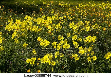 "Bermuda Buttercups (Oxalis pes-caprae) flowering on meadow, Majorca, Balearic Islands, Spain, Europe" View Large Photo Image Picture - "Bermuda Buttercups (Oxalis pes-caprae) flowering on meadow, Majorca, Balearic Islands, Spain, Europe". Fotosearch
