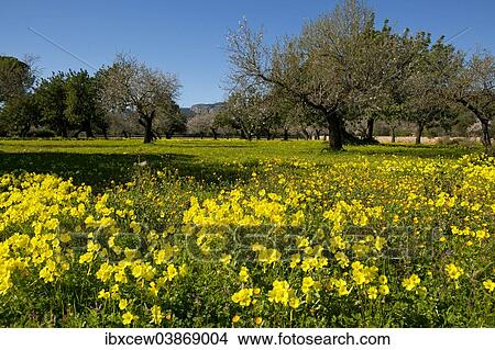 "Bermuda Buttercups (Oxalis pes-caprae) flowering on meadow, Majorca, Balearic Islands, Spain, Europe" View Large Photo Image Picture - "Bermuda Buttercups (Oxalis pes-caprae) flowering on meadow, Majorca, Balearic Islands, Spain, Europe". Fotosearch