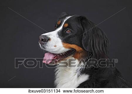 Picture - "Bernese Mountain Dog, bitch, portrait, Germany, Europe". Fotosearch