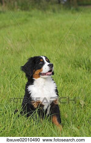 "Bernese Mountain Dog (Canis lupus familiaris), puppy" View Large Photo Image Stock Image - "Bernese Mountain Dog (Canis lupus familiaris), puppy". Fotosearch